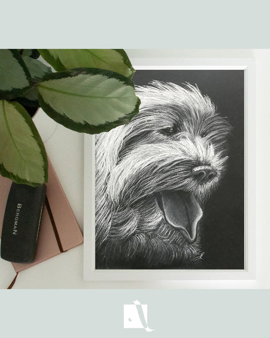 Desen portret canin Bischon pe hartie neagra creion alb