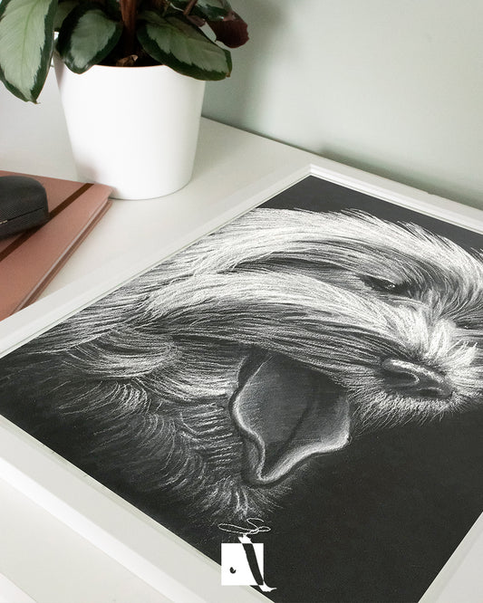 Desen portret canin Bischon pe hartie neagra creion alb